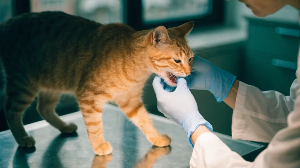 Veterinarian examining a lethargic cat's gums on an exam table