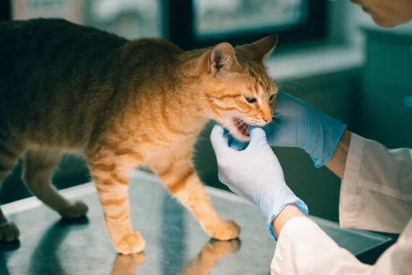 Veterinarian examining a lethargic cat's gums on an exam table