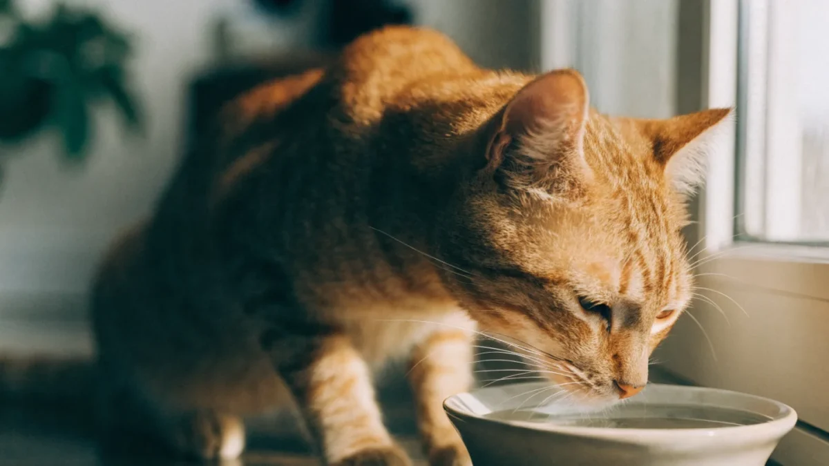 Taurine, Moisture, and the Nutrients Cats Cannot Live Without