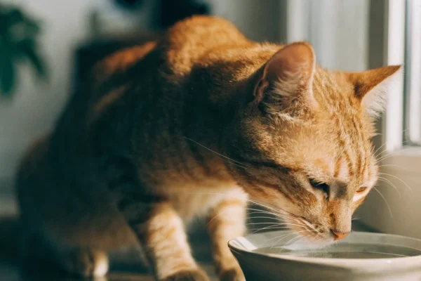 Senior tabby cat drinking water from ceramic bowl by window, illustrating the importance of feline hydration