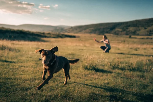 Labrador retriever running toward owner during recall training in open field
