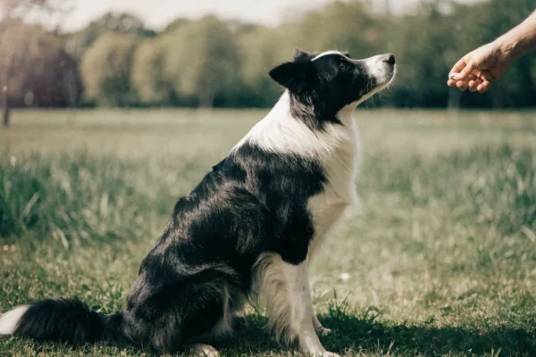 Border collie dog sitting during training in a park
