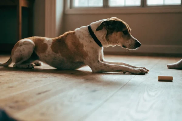 Dog ignoring a treat on the floor during leave it training