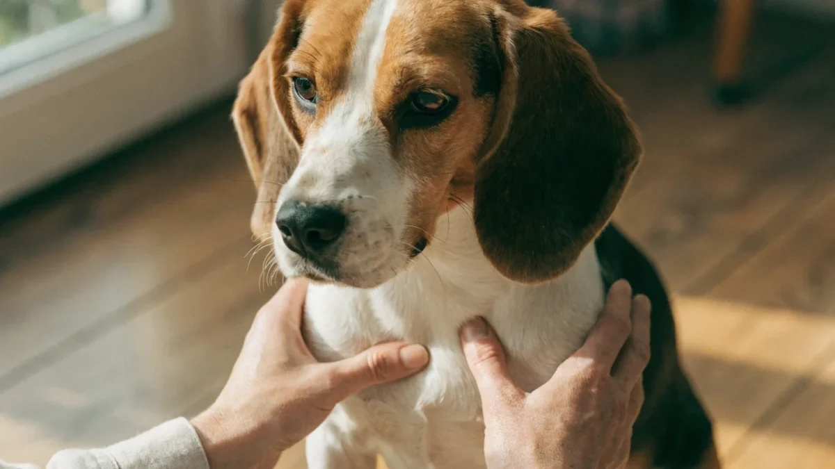 Person's hands palpating the ribs of a beagle to assess body condition