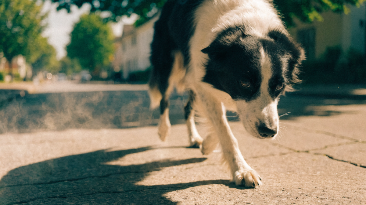 The 7-Second Rule: How to Redesign Your Dog’s Summer Walks to Beat the Heat