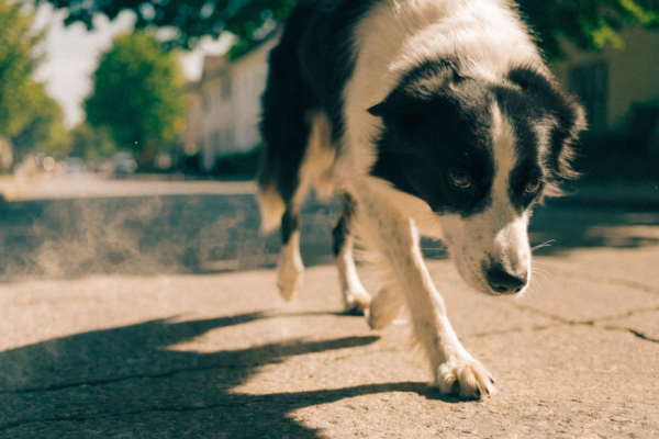 A Border Collie lifts its paw from hot summer pavement to avoid painful burns during a daytime walk.