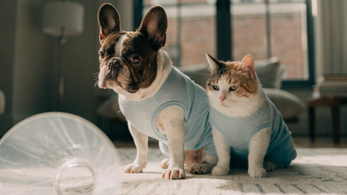 The Cone of Shame Reimagined: Recovery Suit Showdown for Dogs and Cats