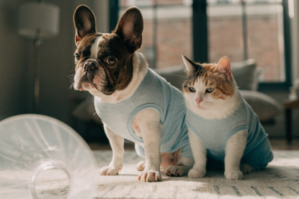 A relaxed dog and cat wearing soft fabric recovery suits pose next to a discarded clear plastic pet cone.