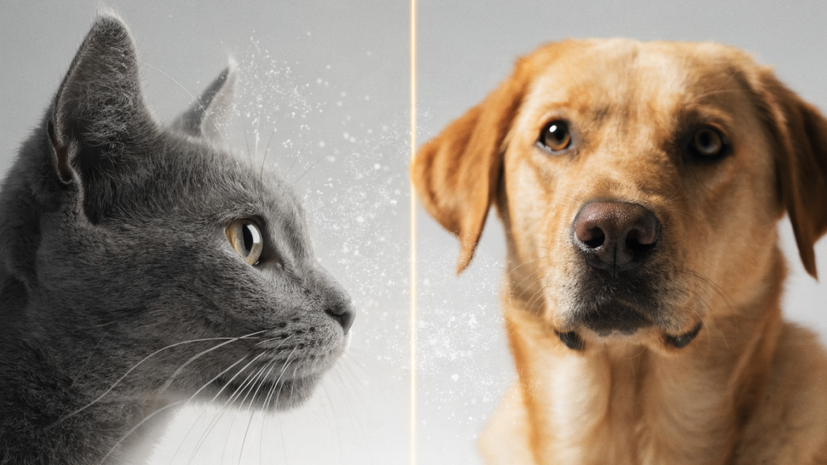 The Dander Divide: Why You Might Be Allergic to Cats But Not Dogs (Or Vice Versa)