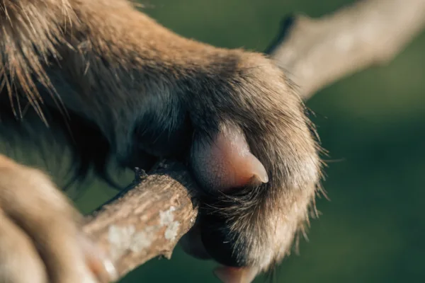 Close-up of a dog's front paw gripping a wooden stick, clearly highlighting the functional dewclaw in action.