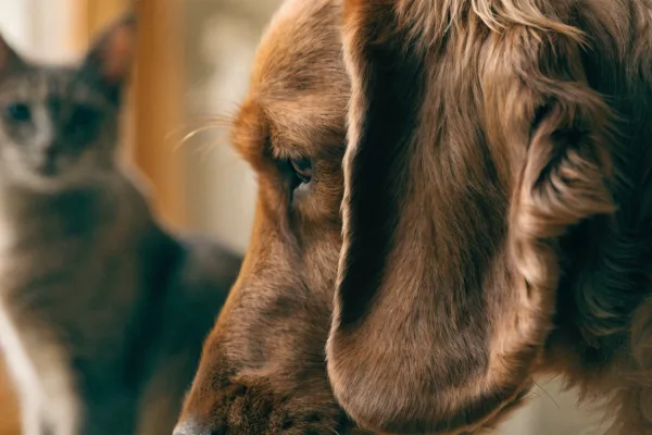 A close-up of a sad, floppy-eared dog highlighting the heavy ear folds that contribute to chronic canine infections.
