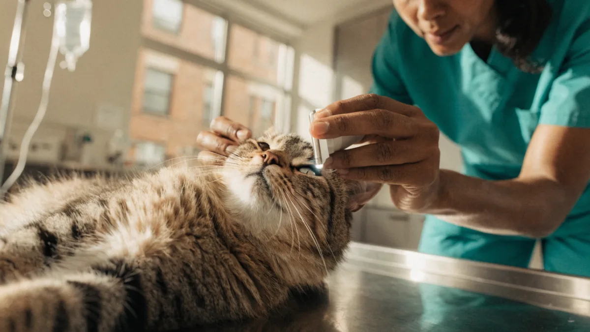 The Feline Decoder: How Your Cat’s Annual Exam Unmasks Hidden Health Issues