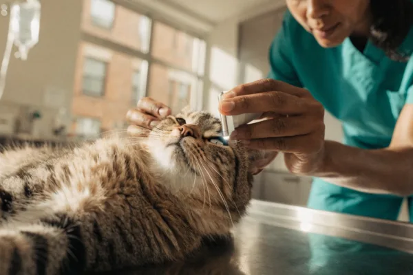 A veterinarian carefully examines a fluffy cat's eyes during an annual checkup to detect hidden health issues.