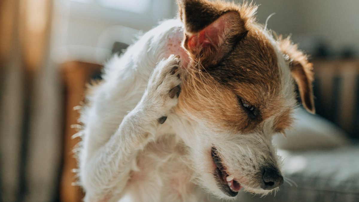The Flea Circus: Why a Single Bite Can Cause Severe Allergic Dermatitis in Pets