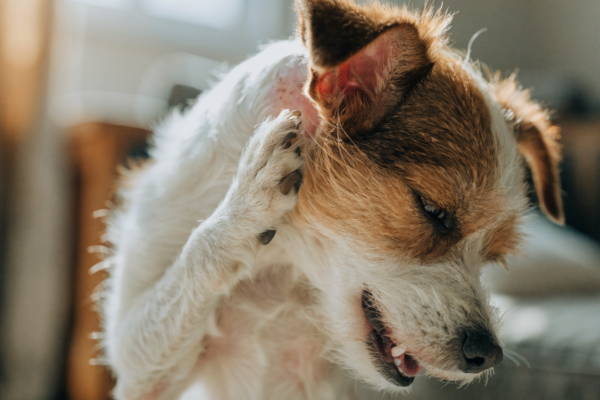 A miserable terrier scratching its inflamed neck, illustrating the intense discomfort of flea allergy dermatitis in pets.