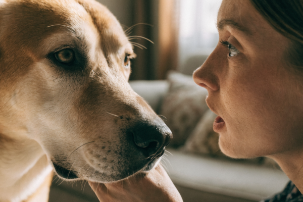 A medical alert dog gently nudges its owner's hand, demonstrating the life-saving scent detection abilities of specially trained pets.