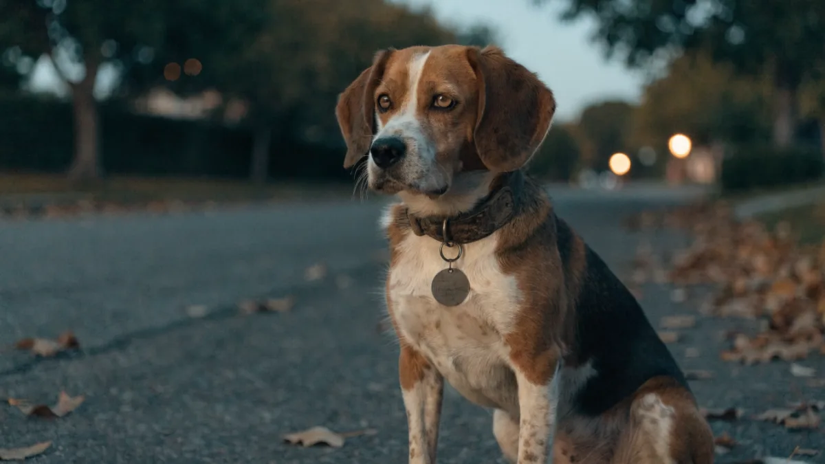 The Microchip Myth: Why ID Tags Aren’t Enough and How to Register Your Pet