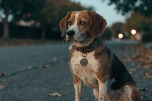 A lost senior Beagle wearing a worn collar with a faded ID tag sits alone on a quiet street.