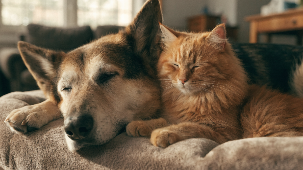 The Mobility Decline: Managing Hip Dysplasia in Dogs vs. Feline Arthritis