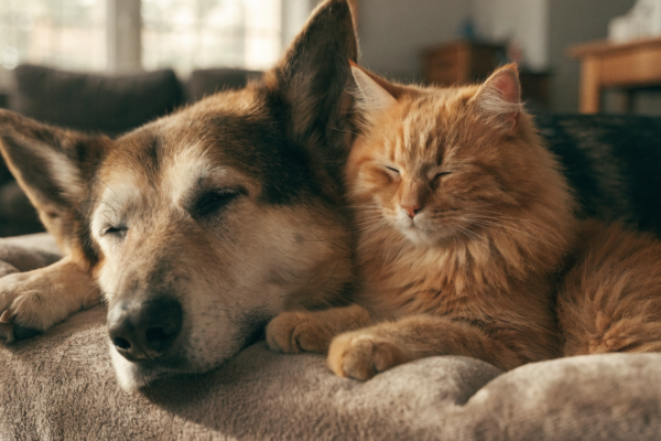 A senior German Shepherd and an older tabby cat resting together on an orthopedic bed, representing joint and mobility care.