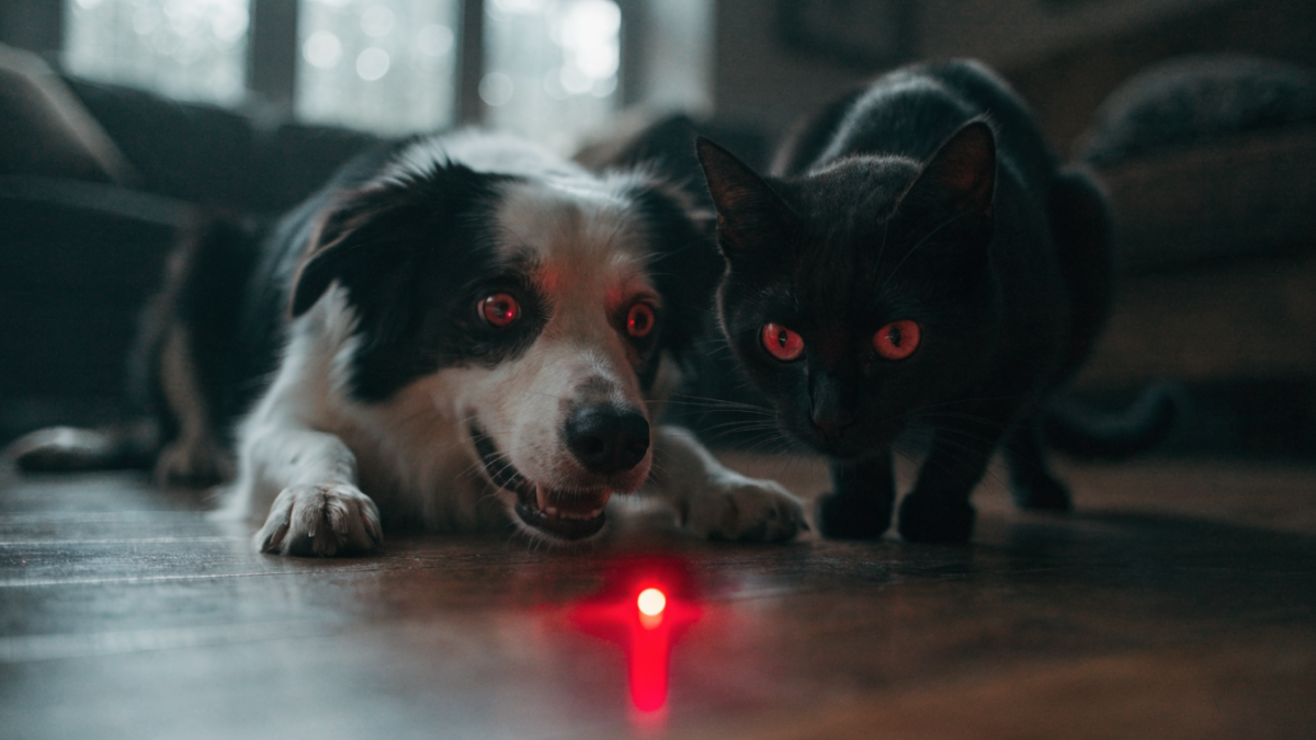 A dog and cat fixate intensely on a red laser pointer dot, illustrating the psychological stress of the chase.