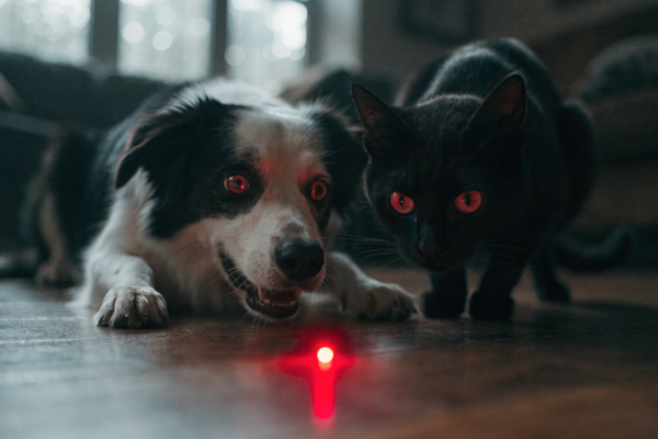 A dog and cat fixate intensely on a red laser pointer dot, illustrating the psychological stress of the chase.