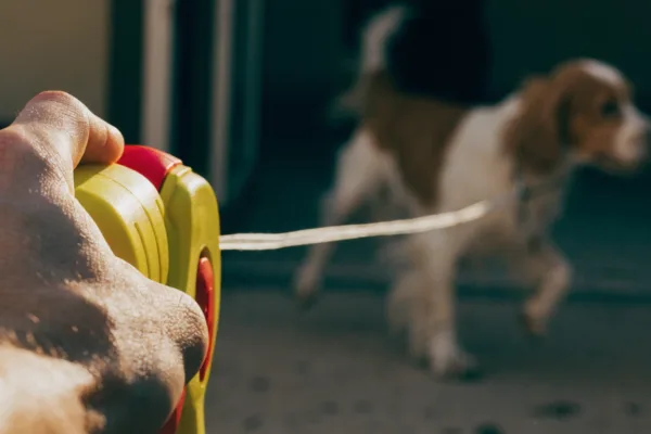 A hand tightly grips a plastic retractable dog leash, highlighting the dangerous tension of the extended thin cord.