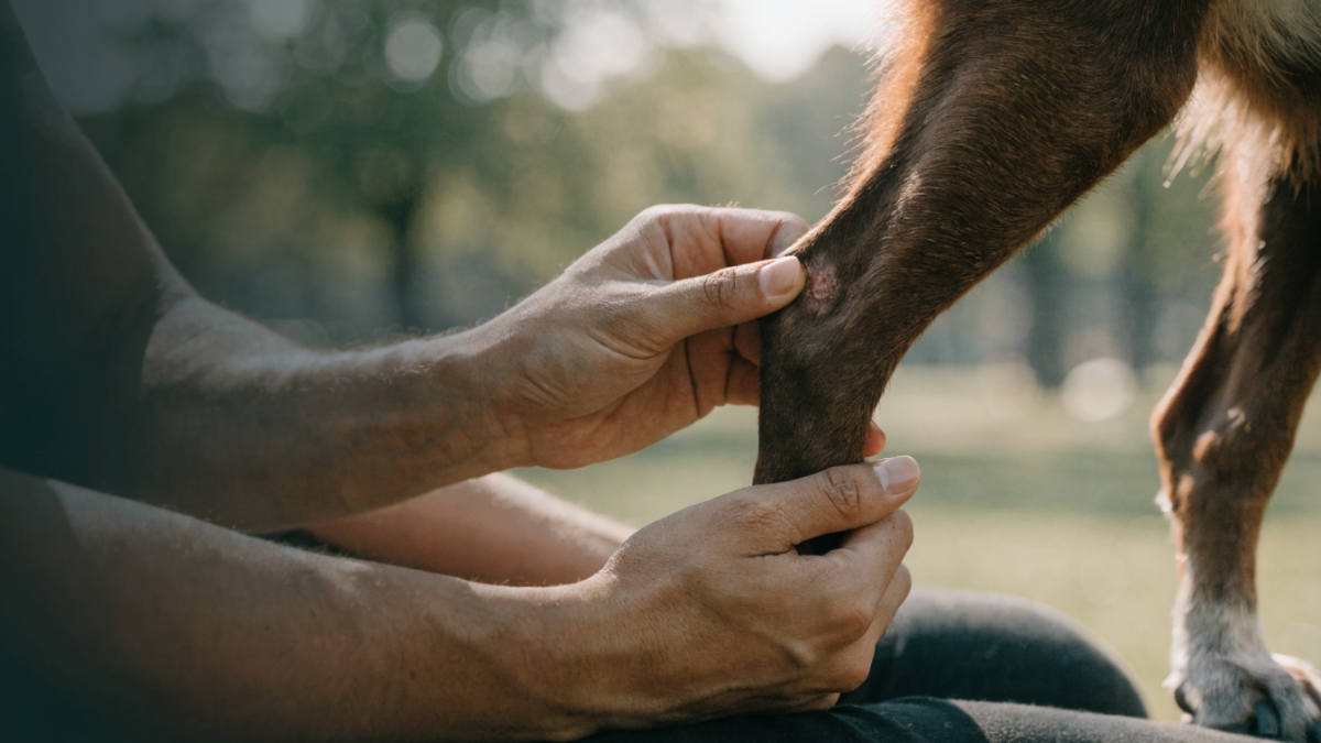 The Skinned Knee Dilemma: Handling Abrasions in Athletic Dogs and Climbing Cats