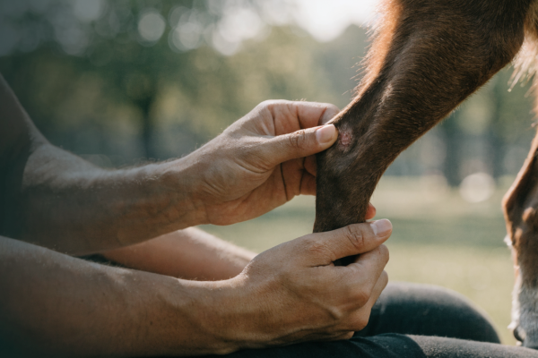 A person gently inspects a minor scrape on an athletic dog's lower leg.