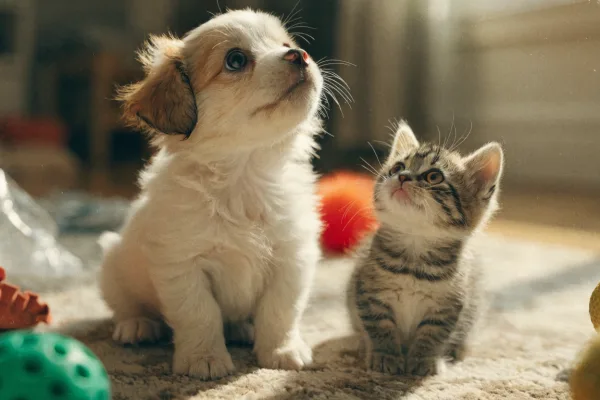 A puppy and kitten curiously exploring their environment, illustrating the critical early pet socialization window.
