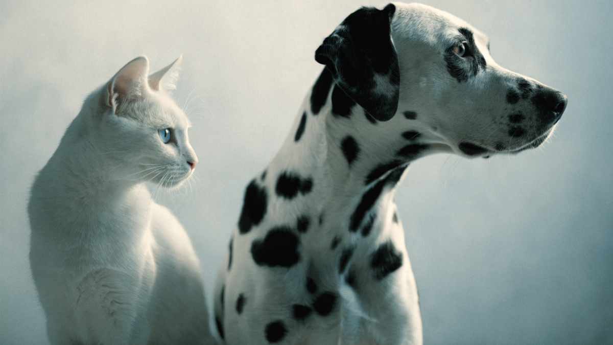 The Sound of Silence: Why Pure White Cats and Dalmatians Share a Genetic Risk for Deafness
