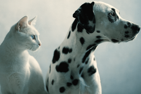 A pure white cat and a heavily spotted Dalmatian sit together, highlighting their shared genetic risk for deafness.