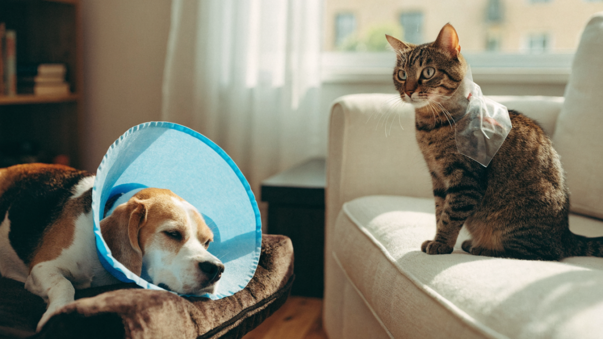 The Truth About Spaying and Neutering: Recovery Differences in Dogs vs. Cats
