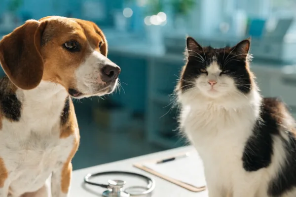 A young Beagle and a Tuxedo cat sit together on a veterinary exam table next to a stethoscope.
