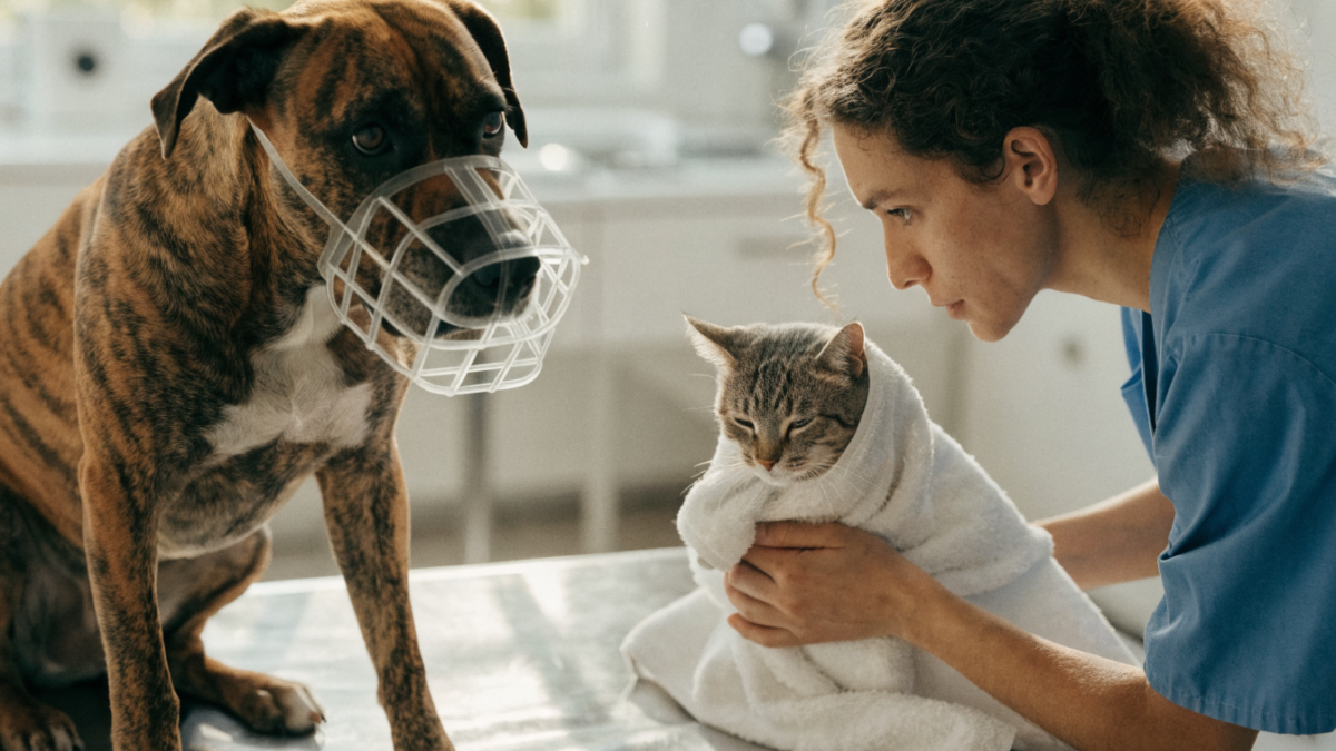 The Vet Visit Showdown: Desensitizing Dogs with Basket Muzzles vs. Towel-Wrapping Cats
