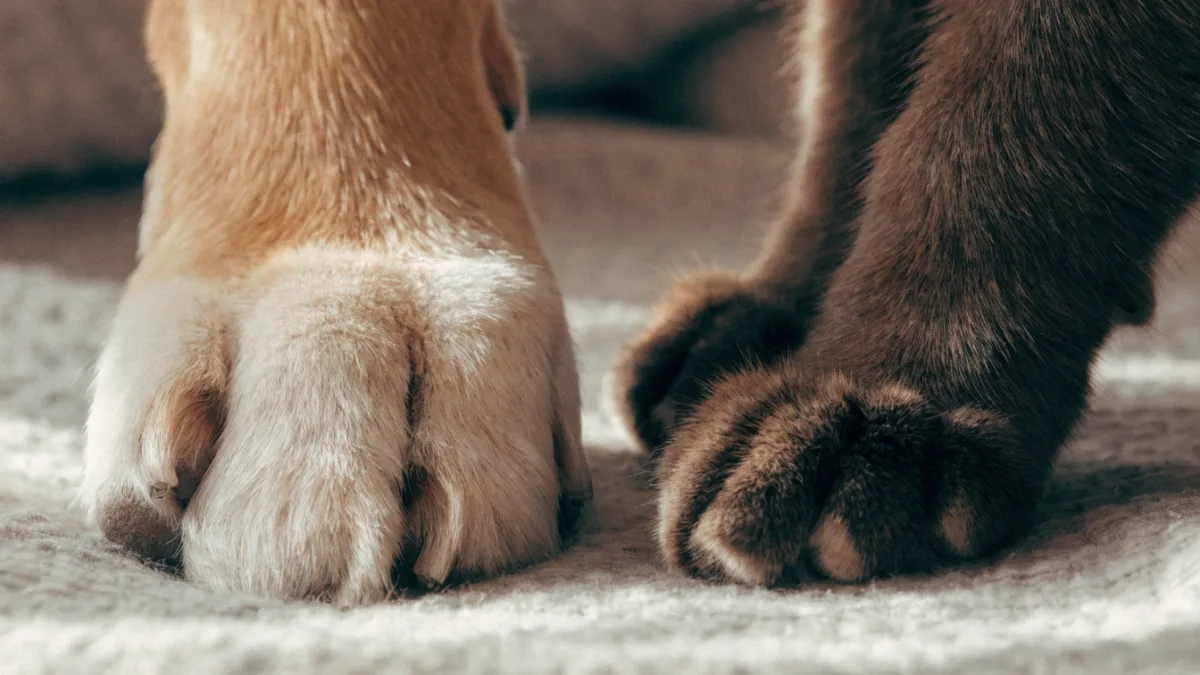 To Remove or Not to Remove? The Controversy of Dewclaws in Dogs and Polydactyly in Cats