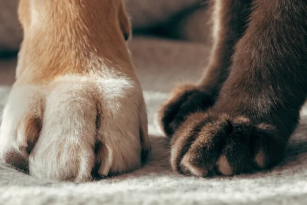 Close-up comparison of a dog's dewclaw and a polydactyl cat's extra toes resting together on a soft blanket.