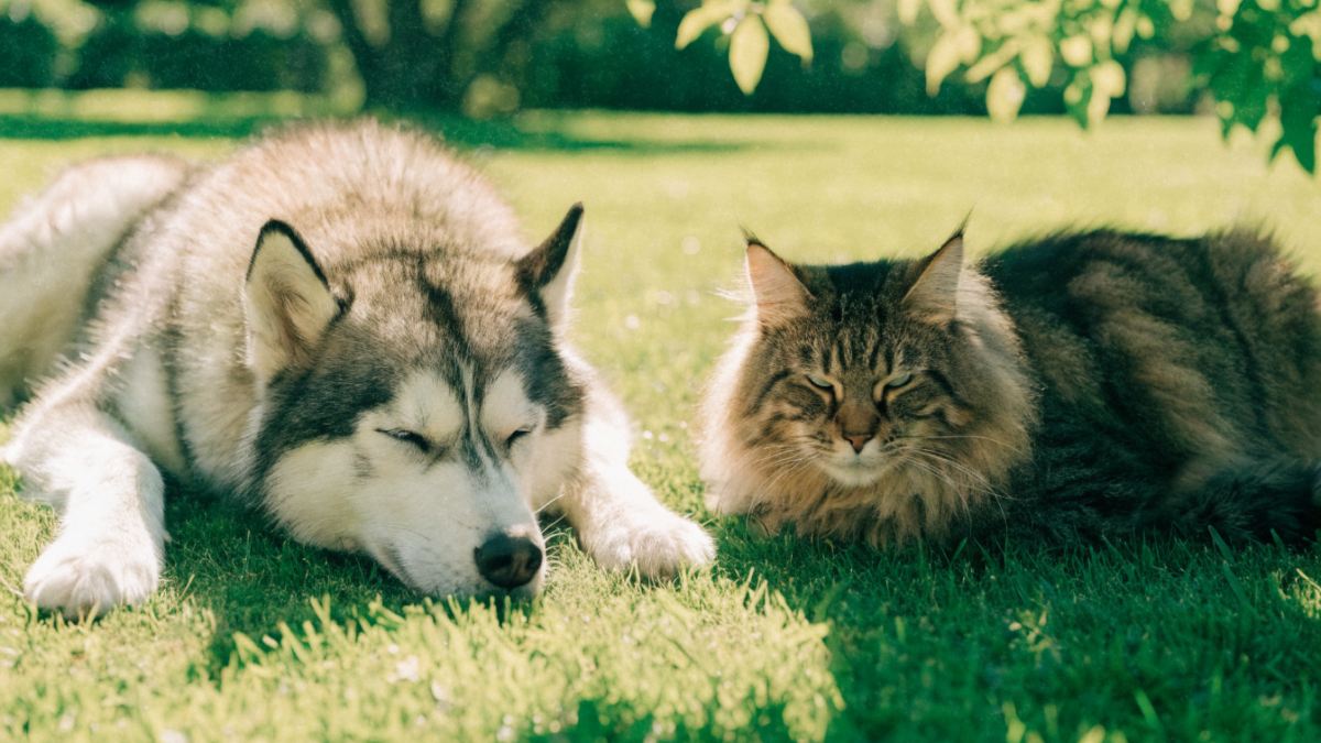 To Shave or Not to Shave: The Danger of Summer Haircuts for Double-Coated Dogs and Cats