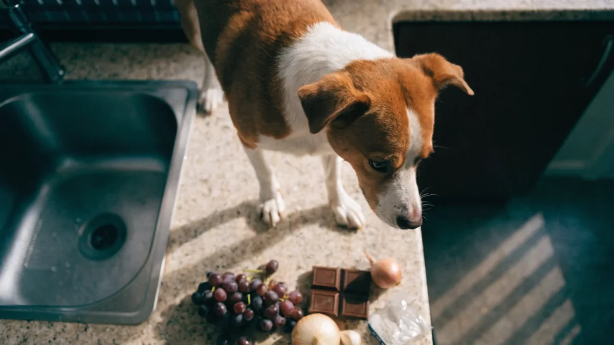 Toxic Foods for Dogs and Cats: What to Keep Away at All Costs