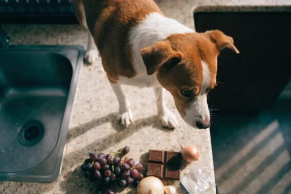 Foods toxic to pets on kitchen counter including grapes, chocolate, onions, garlic and sugar-free gum