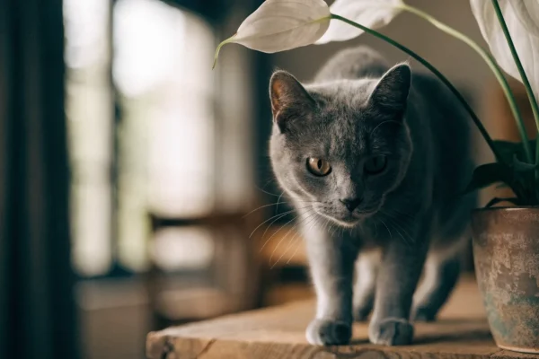 Gray cat investigating a peace lily houseplant on a shelf