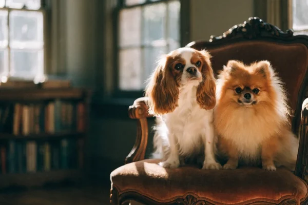 Cavalier King Charles Spaniel and Pomeranian sitting together on an antique velvet chair in warm afternoon light