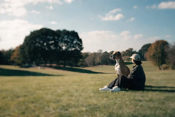 Great Dane sitting calmly beside a person, showing the impressive scale of giant breeds