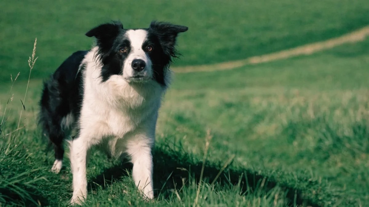 Training Herding Breeds: Border Collies, Aussies, and the Drive to Work