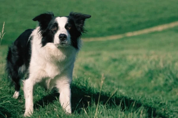 Border Collie in characteristic herding crouch position, showing breed's intense focus and drive