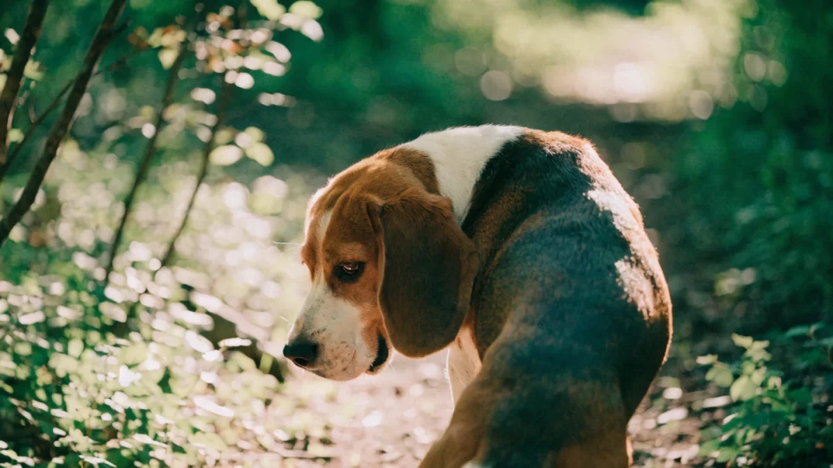 Training Hound Breeds: Scent-Driven Dogs and the Recall Challenge