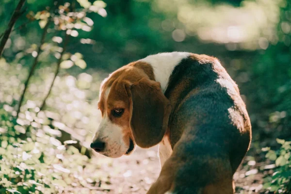 Beagle following a scent trail in the woods, showing characteristic scent hound nose-to-ground behavior