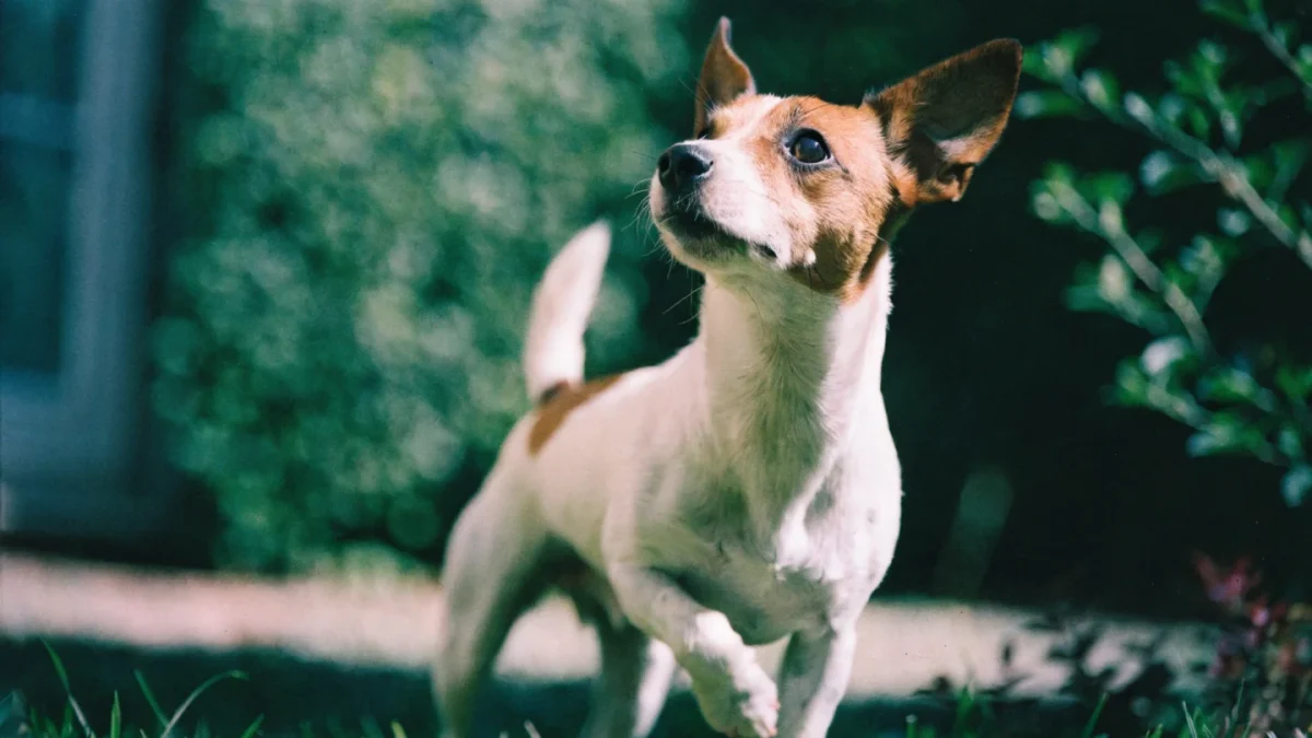 Training Terriers: Working With Stubbornness and Prey Drive