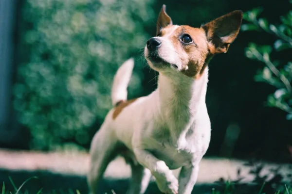 Jack Russell terrier with alert terrier expression showing characteristic breed focus