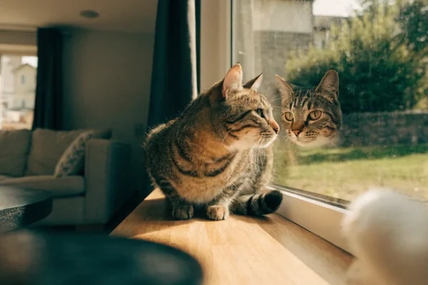 Tabby cat sitting at a sunny indoor window looking outside after transitioning from outdoor to indoor life